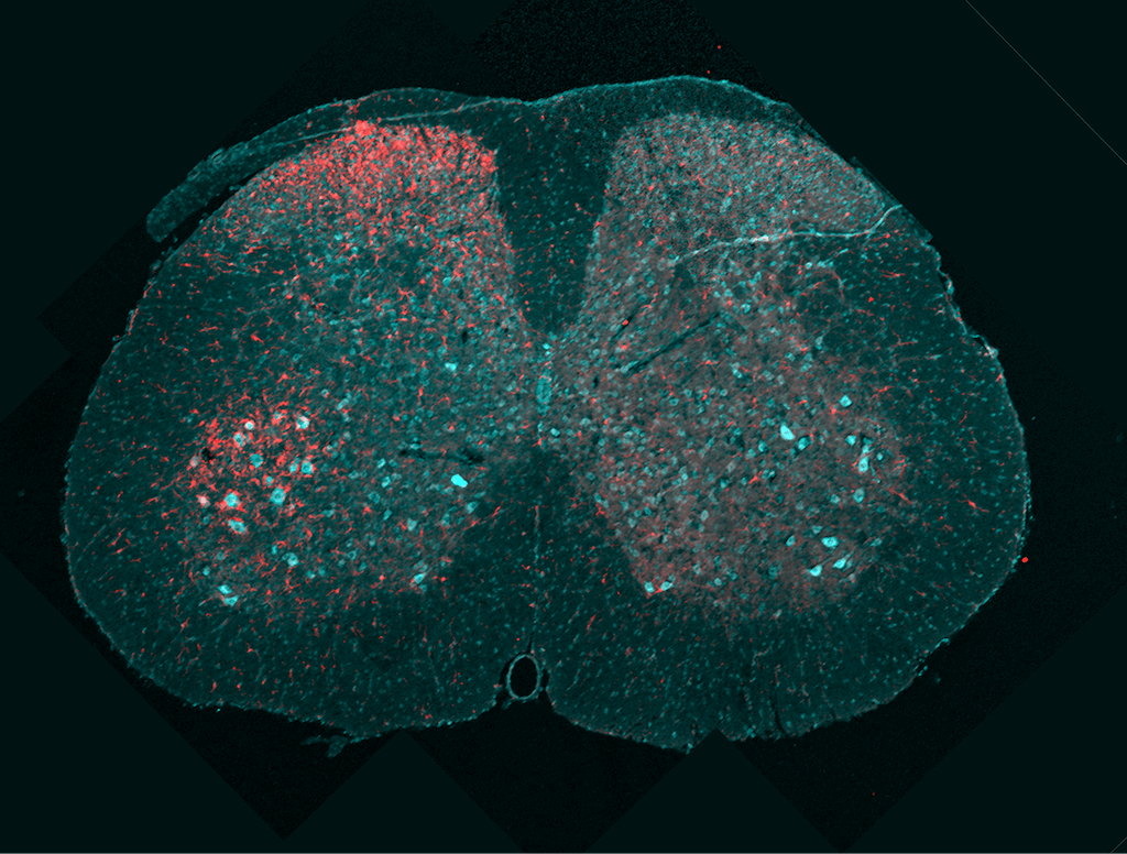 Neurociencias